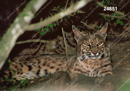 Bobcat (Lynx rufus)